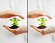 Save the planet - young plant