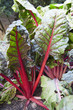 Foto: Carde rouge Carde rouge