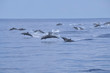 Dolphins in ocean