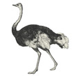 Autruche