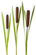 Three cattail stalks with cobs