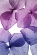 Photo en ligne au meilleur prix colorful flower petal closeup