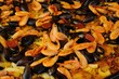 paella aux fruits de mer