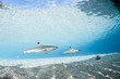 Blacktip reef shark carcharhinus melanopterus 01 Blacktip reef shark carcharhinus melanopterus 01