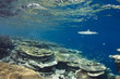 White tip reef shark Triaenodon Obesus White tip reef shark Triaenodon Obesus
