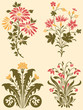 Decorative Wildflowers