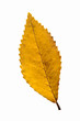 fallen_leaves_092