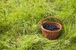 Panier de mûres dans l'herbe