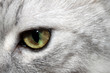 Cat's Eye