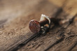 Chiodo Arrugginito / Rusty nail