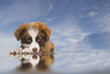 puppy dog blue sky background