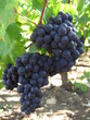 grappes de raisin