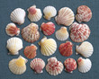 variety of sea shells, natural background