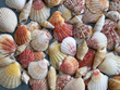 variety of sea shells, natural background