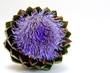 Blüte