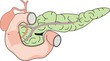 pancreas