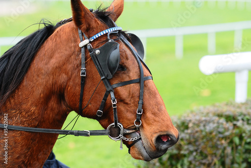 Photo: Horse Racing Horse Racing