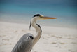 Graureiher Ardea cinerea Fischreiher Reiher Ardeidae