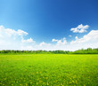 field of spring flowers and perfect sky