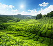 Tea plantation Cameron highlands, Malaysia