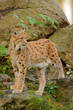 Luchs (Lynx lynx)