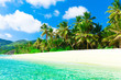 Coconut Foliage Paradise Coconut Foliage Paradise