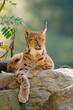 Luchs (Lynx lynx)