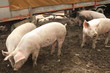 domestic pigs