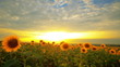 flowering sunflowers on a background sunset
