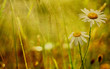 stylized floral picture with paper texture
