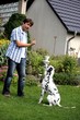 man läst seinen Dalmatiner Hund sitzen 