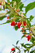 Goji Beere - goji berry 06