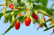 Goji Beere - goji berry 08