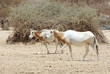 Scimitar Oryx Scimitar Oryx