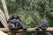 Sieste et épouillage