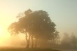 Misty morning with maple trees in the foreground