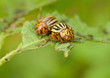 Colorado beetle