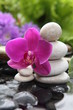 Fleurs d'eau