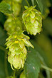 Hopfen