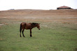 cavallo