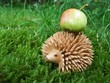 Igel mit Apfel