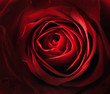 rosa rossa