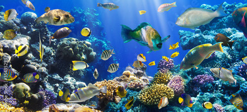 Photo: Coral colony and coral fish Coral colony and coral fish