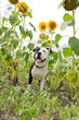 Young dog under sunflowers