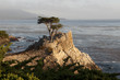 Images : Lone Cypress
