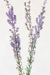 Brezo en flor, erica australis
