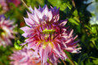 Photo: dahlia dahlia