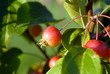 Photo: pommierpommier d'ornement) pommierpommier d'ornement)