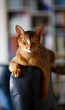 Abyssinian cat