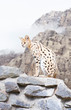 Beautiful Serval wildcat with spotted fur and long ears